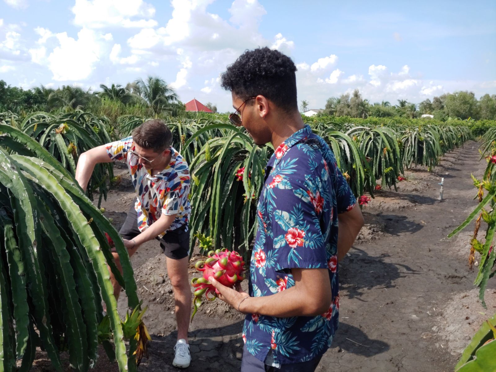 Dragon fruit garden